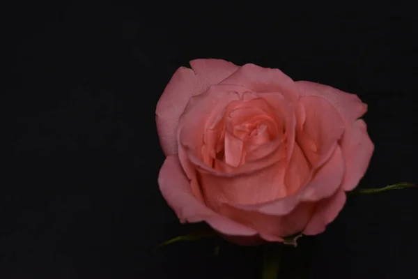 배경에 아름다운 분홍빛 — 스톡 사진