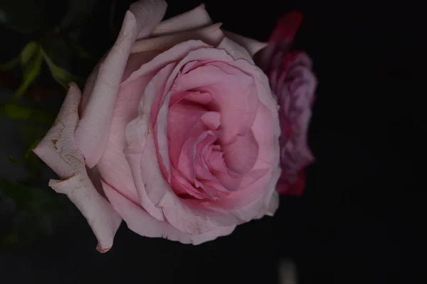Piękne Kruche Róże Czarnym Tle — Zdjęcie stockowe