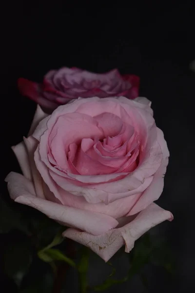 黒い背景の美しい壊れやすいバラ — ストック写真