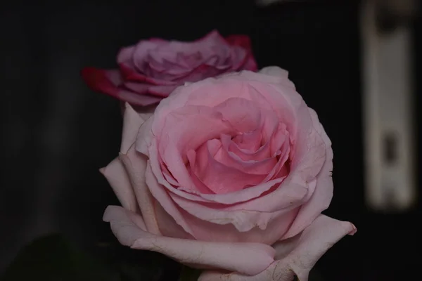 Belle Rose Fragili Uno Sfondo Nero — Foto Stock