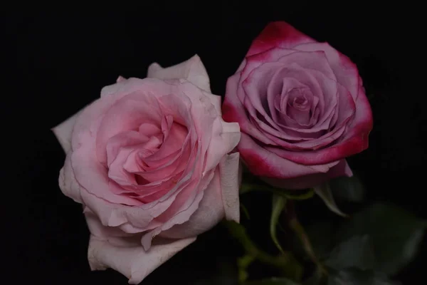 Όμορφα Εύθραυστα Τριαντάφυλλα Μαύρο Φόντο — Φωτογραφία Αρχείου