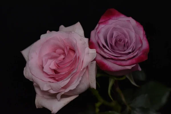 Beautiful Fragile Roses Black Background — Stock Photo, Image