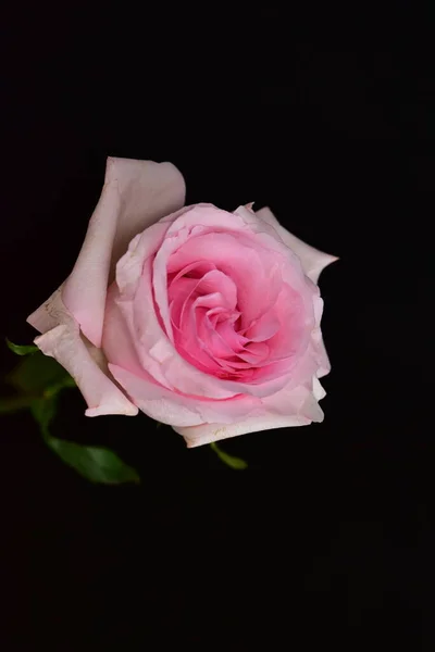 Krásná Bílá Růžová Růže Černém Pozadí — Stock fotografie
