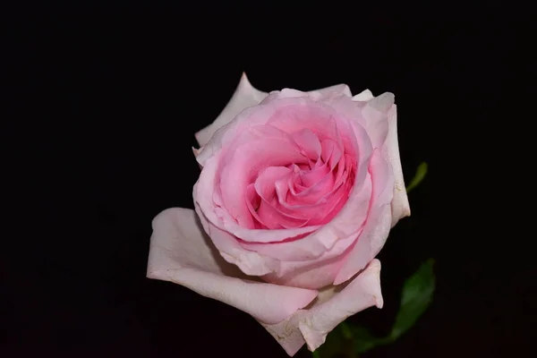 Beautiful White Pink Rose Black Background — ストック写真
