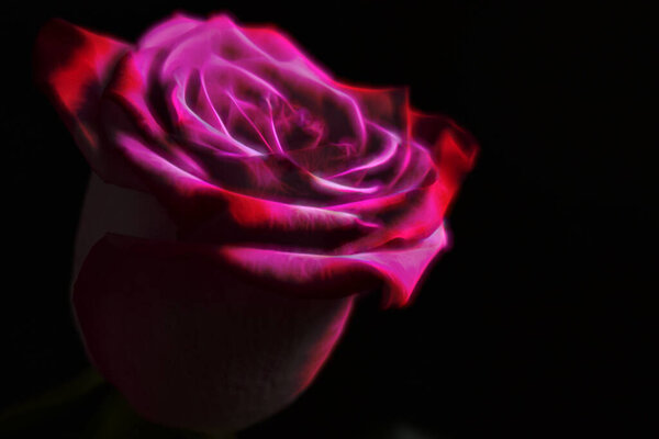 Beautiful pink rose on a black background