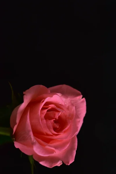 Schöne Rosa Rose Auf Schwarzem Hintergrund — Stockfoto