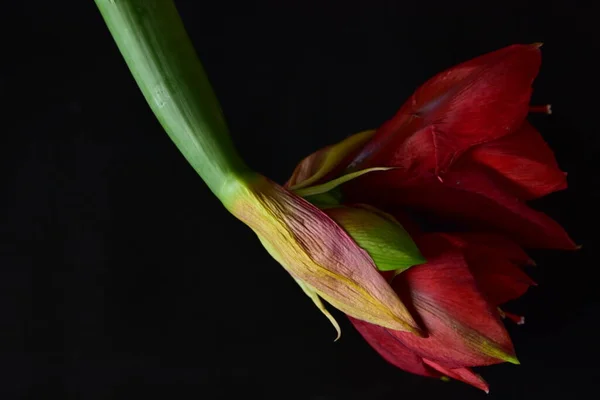 Närbild Vackra Röda Blommor Mörk Bakgrund — Stockfoto