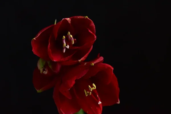 Nahaufnahme Von Schönen Roten Blumen Auf Dunklem Hintergrund — Stockfoto