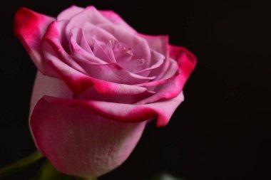 Siyah arka planda güzel pembe bir gül