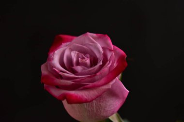 Siyah arka planda güzel pembe bir gül