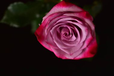 Siyah arka planda güzel pembe bir gül