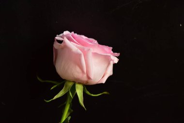 Siyah arka planda güzel pembe bir gül