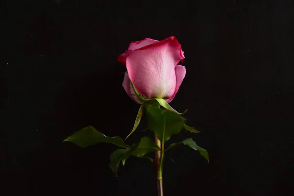 Rosa Rosa Hermosa Sobre Fondo Negro — Foto de Stock