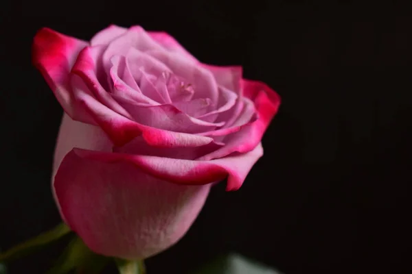 Belle Rose Rose Sur Fond Noir — Photo