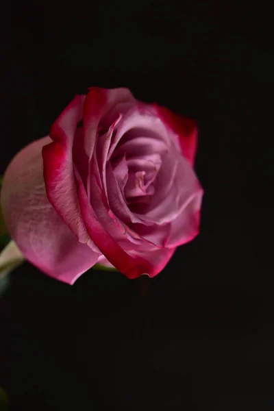 Krásná Růžová Růže Černém Pozadí — Stock fotografie