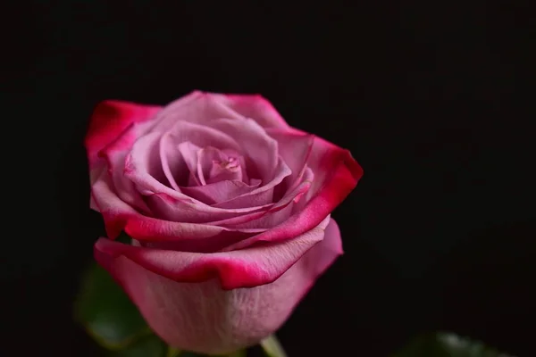Krásná Růžová Růže Černém Pozadí — Stock fotografie