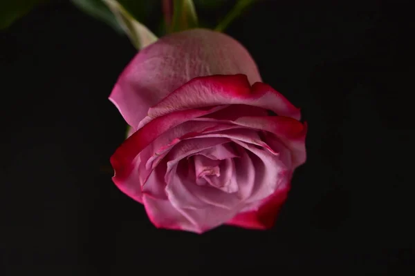 Piękna Różowa Róża Czarnym Tle — Zdjęcie stockowe