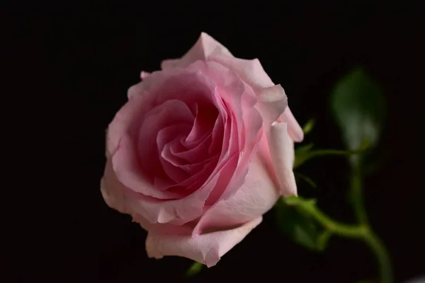 Красива Рожева Троянда Чорному Тлі — стокове фото