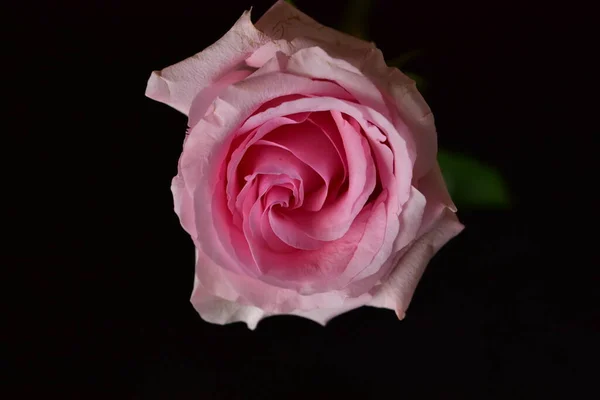 Piękna Różowa Róża Czarnym Tle — Zdjęcie stockowe
