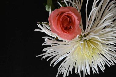 Güzel beyaz kasımpatı çiçekleri. Üzerinde pembe güller var.