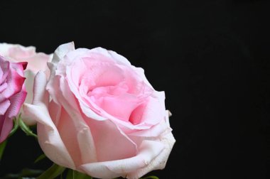 Siyah arka planda güzel yumuşak güller