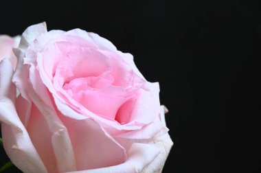 Siyah arka planda güzel pembe bir gül