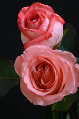 Siyah arka planda güzel yumuşak güller