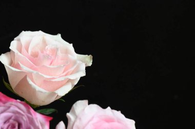 Siyah arka planda güzel yumuşak güller