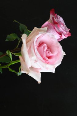 Siyah arka planda güzel yumuşak güller