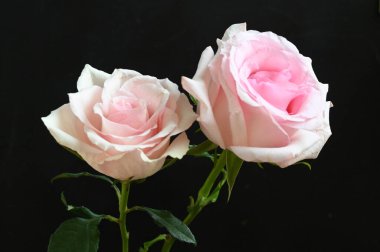 Siyah arka planda güzel yumuşak güller