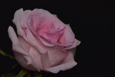 Siyah arka planda güzel pembe bir gül