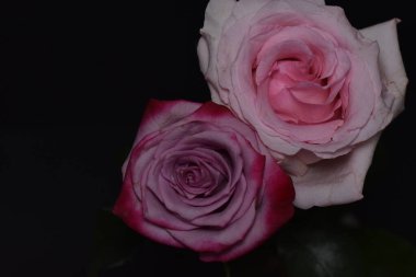 Siyah arka planda güzel beyaz ve pembe güller