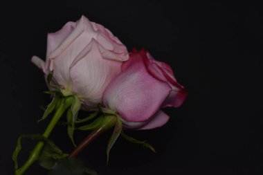 Siyah arka planda güzel beyaz ve pembe güller