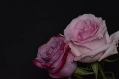 Siyah arka planda güzel beyaz ve pembe güller