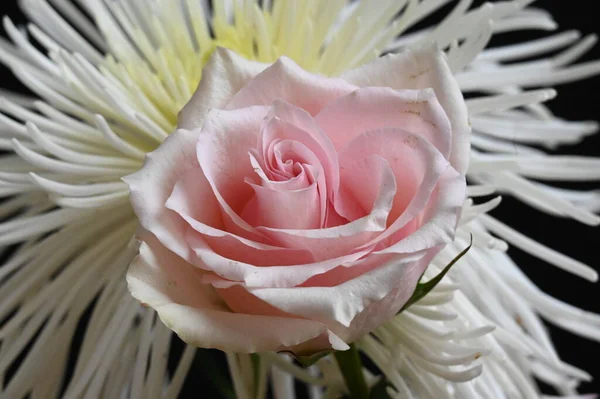 黒を背景に美しい柔らかいバラと菊の花 — ストック写真