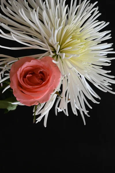 Gyönyörű Fehér Krizantém Virágok Rózsaszín Rózsa Sötét Háttér — Stock Fotó