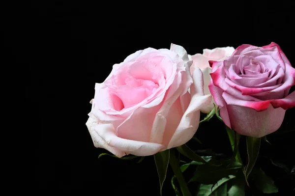 黑色背景上美丽而柔嫩的玫瑰 — 图库照片