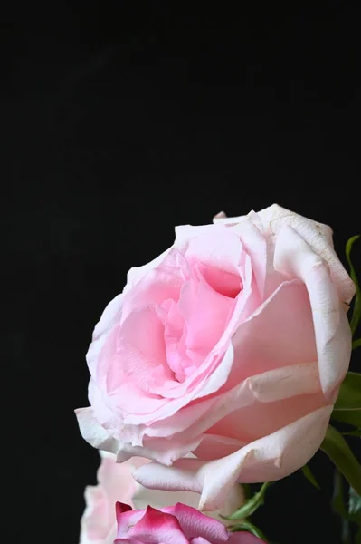 Красивые Нежные Розы Черном Фоне — стоковое фото