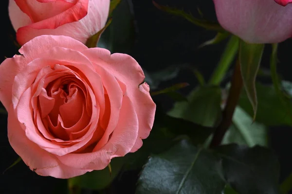 Bellissime Rose Tenere Uno Sfondo Nero — Foto Stock