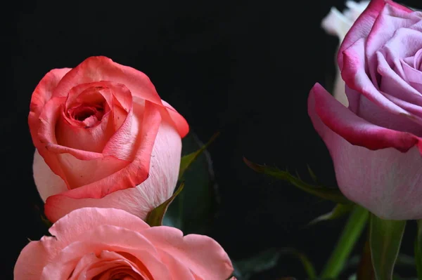 Krásné Něžné Růže Černém Pozadí — Stock fotografie