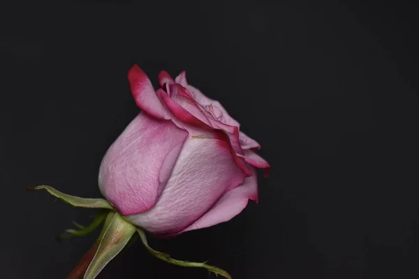ดอกก หลาบส ชมพ สวยงามบนพ นหล — ภาพถ่ายสต็อก