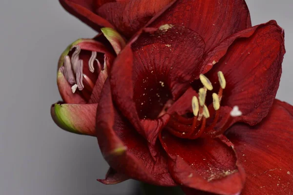Schöne Blumen Auf Dem Dunklen Hintergrund — Stockfoto