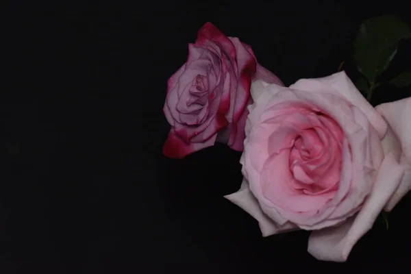 Siyah Arka Planda Güzel Beyaz Pembe Güller — Stok fotoğraf