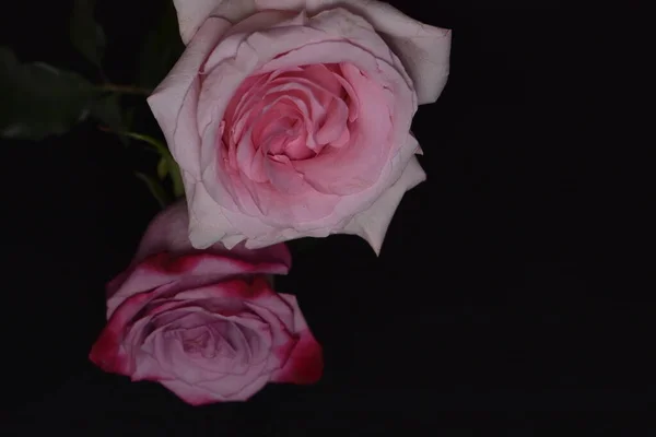 Красиві Білі Рожеві Троянди Чорному Тлі — стокове фото