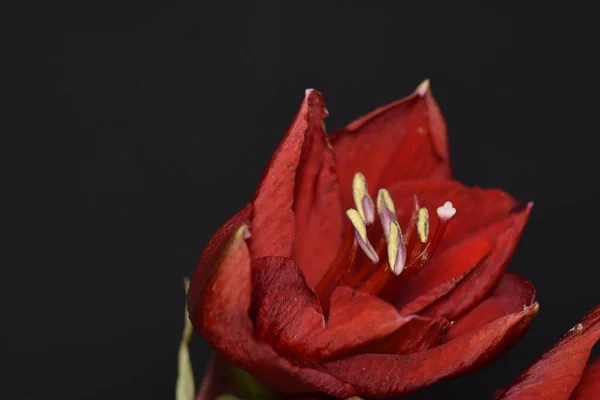 Крупним Планом Вид Красиві Червоні Квіти Темному Фоні — стокове фото