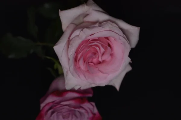 Piękne Białe Różowe Róże Czarnym Tle — Zdjęcie stockowe