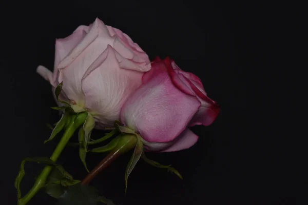 Красиві Білі Рожеві Троянди Чорному Тлі — стокове фото