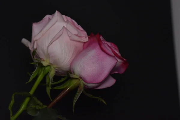 黒を背景にした美しい白とピンクのバラ — ストック写真