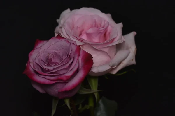 Belas Rosas Brancas Rosa Fundo Preto — Fotografia de Stock