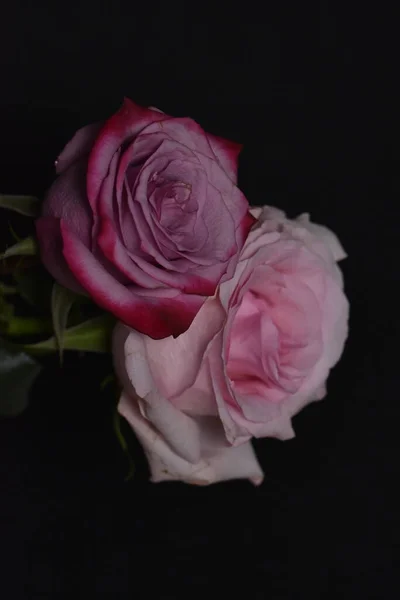 Trandafiri Frumoși Albi Roz Fundal Negru — Fotografie, imagine de stoc